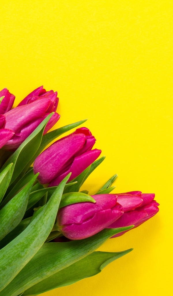 Букет розовых тюльпанов на желтом фоне