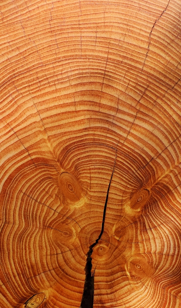 Круги на спиленном стволе дерева