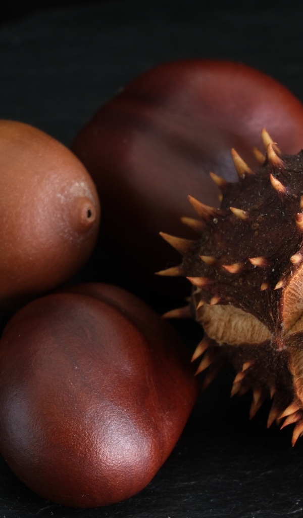 Сухие каштаны и желуди на черном фоне