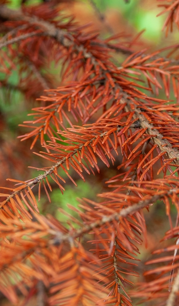 Сухая желтая ветка ели