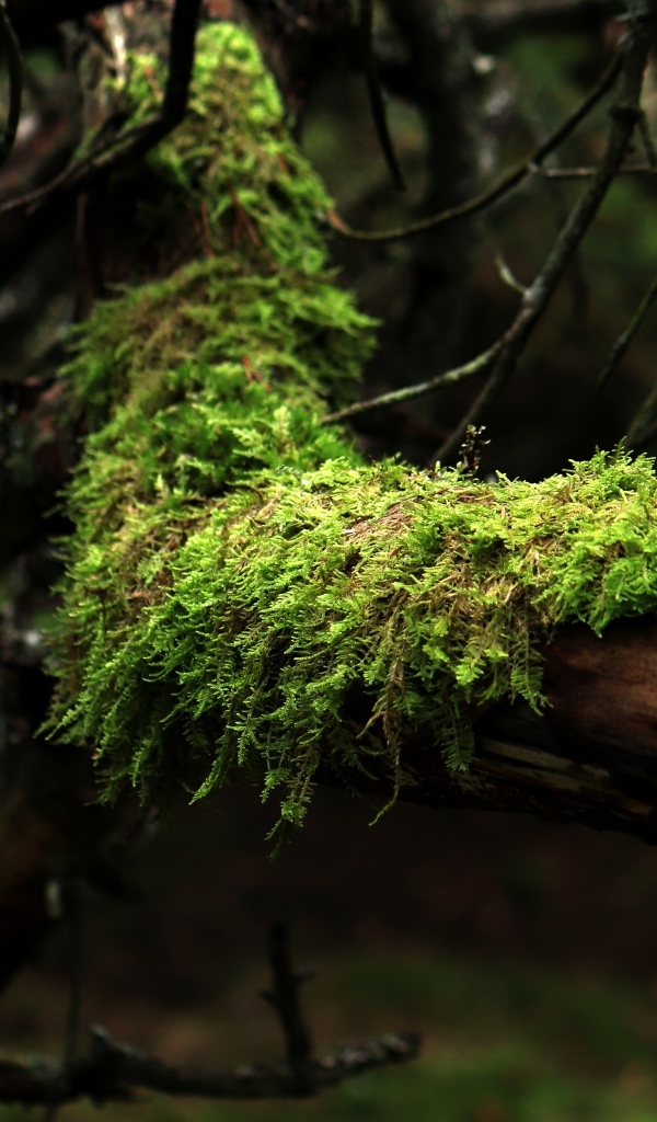 Зеленый мох на стволе дерева в лесу