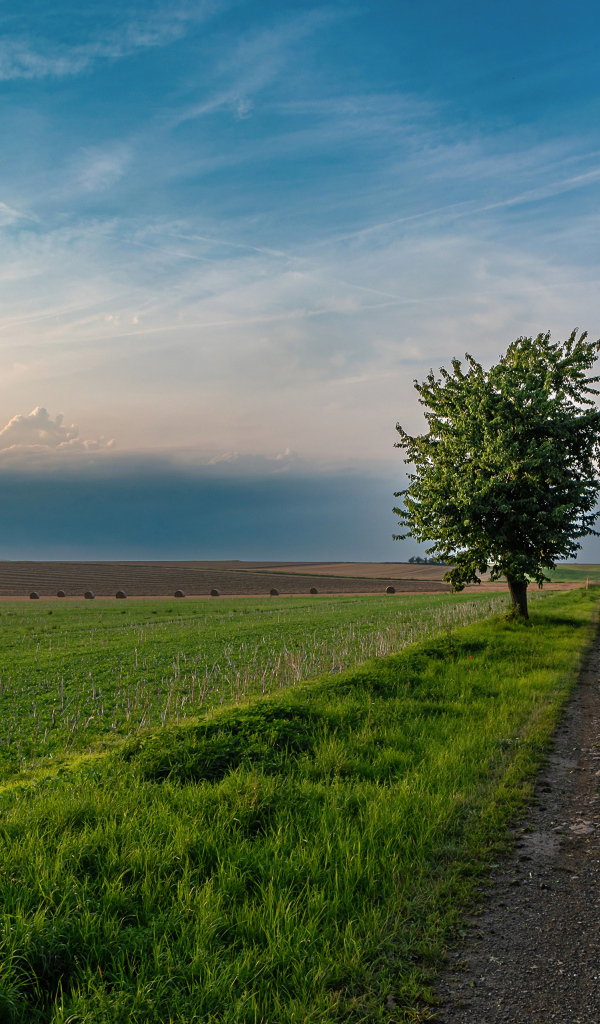 Зеленое дерево на поле под красивым небом летом