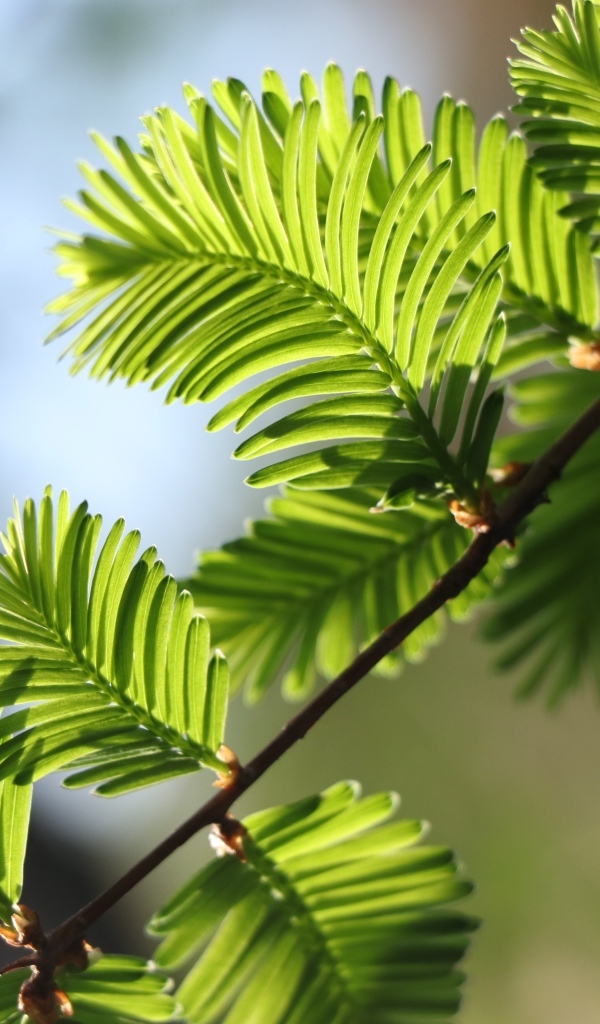 Зеленые молодые листья дерева весной