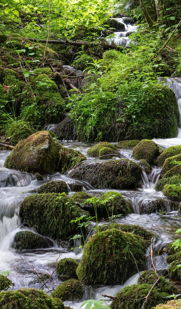 Большие покрытые мхом камни в лесном ручье