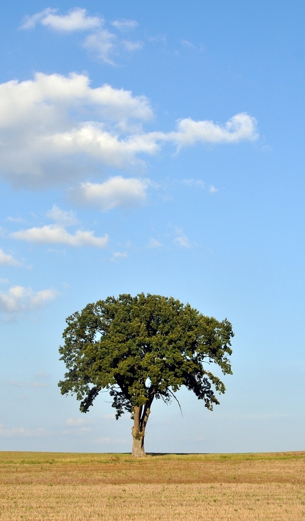 Одинокое зеленое дерево на поле