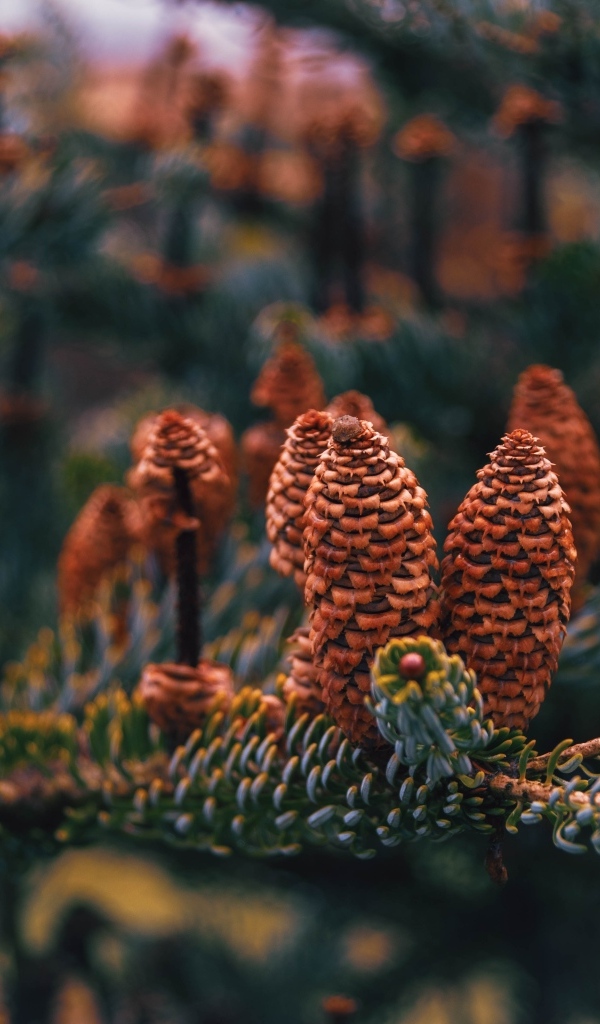 Много больших  коричневых шишек на ветке ели