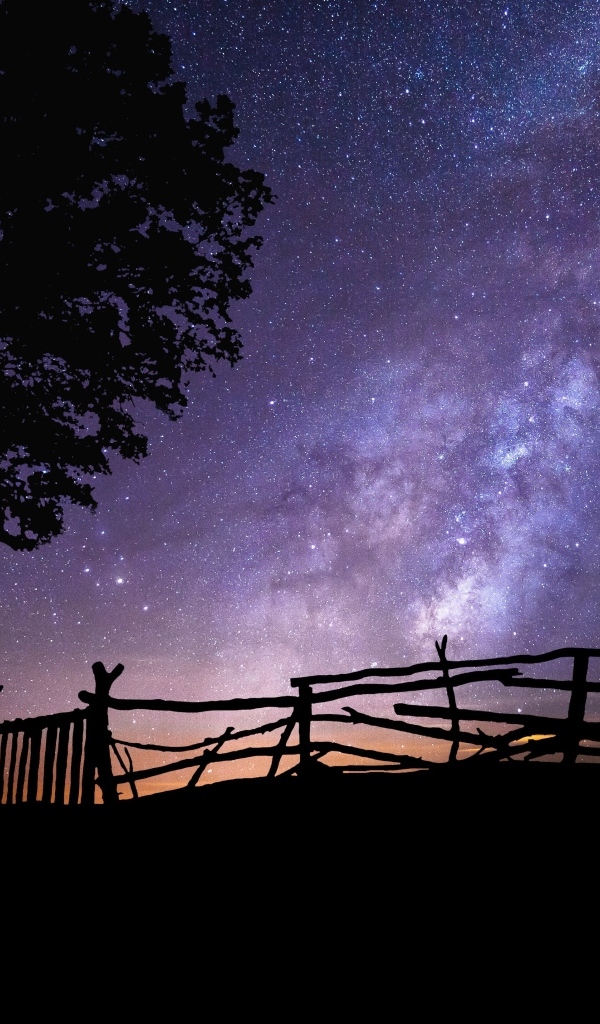 Млечный путь в небе над деревом