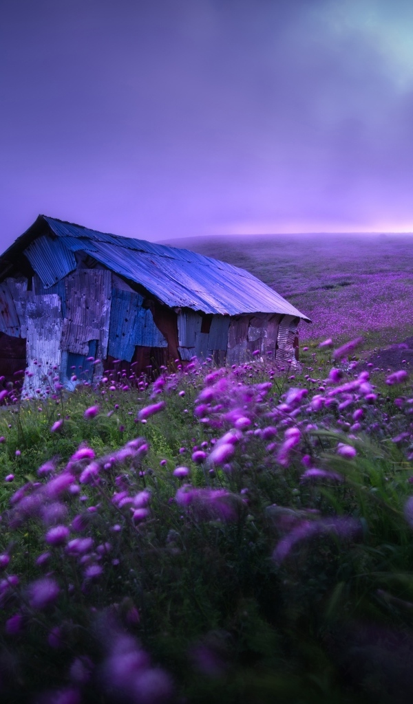 Старый дом с сиреневыми цветами на холме