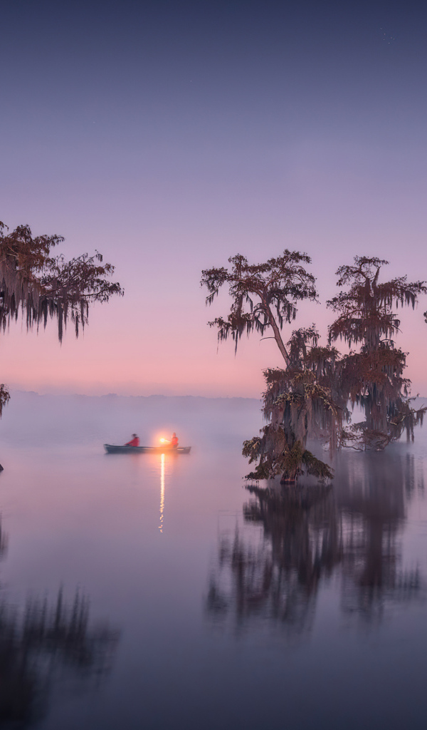 Старые деревья в воде в сумерках
