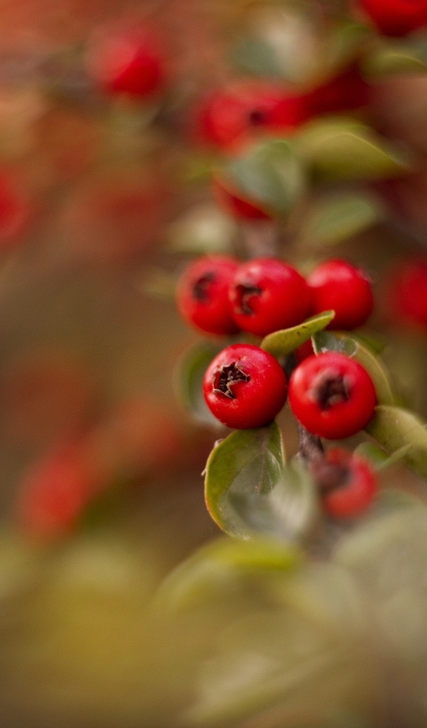 Красные ягоды боярышника на ветке дерева
