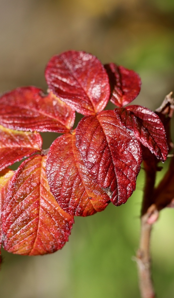 Красные листья садовой розы