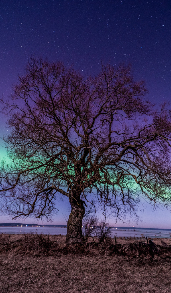 Дерево у озера на фоне полярного сияния