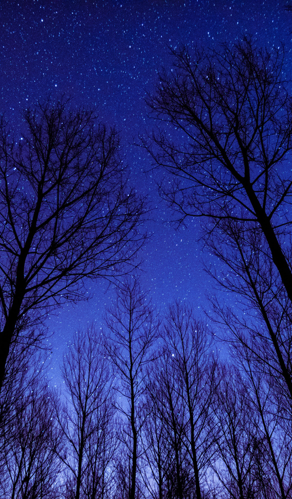 Кроны деревьев на фоне ночного неба