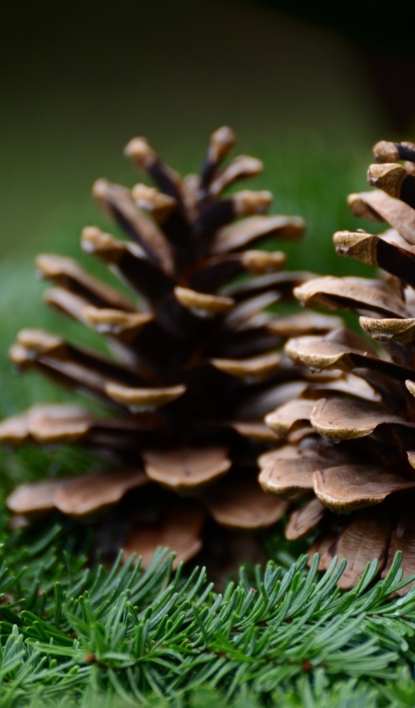 Две коричневые шишки лежат на еловых ветках