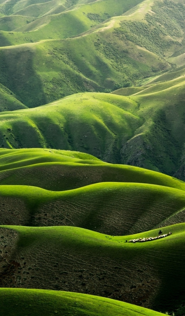 Вид на красивые зеленые холмы