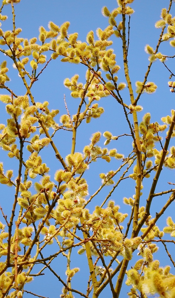 Желтые ветки вербы на фоне голубого неба