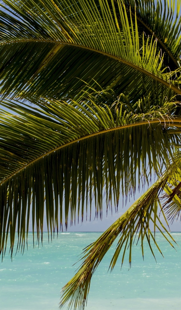 Большие зеленые листья пальмы у океана