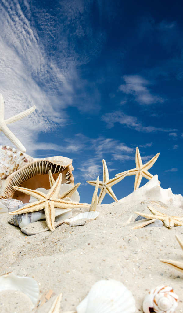 Ракушки и морские звезды на песке под голубым небом
