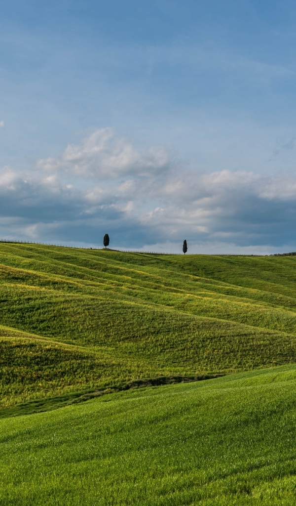 Красивые зеленые ячменные холмы летом