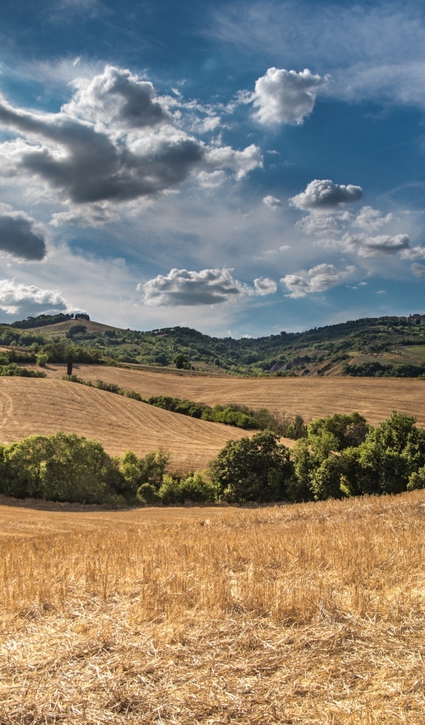 Красивый вид на поле под небом с белыми облаками