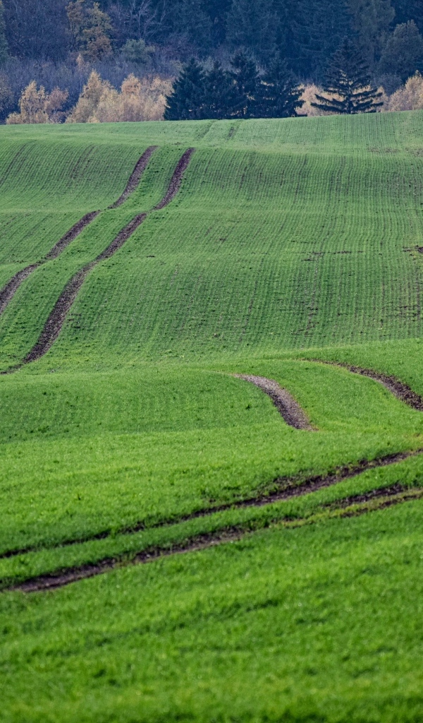 Красивый вид за зеленые поля весной