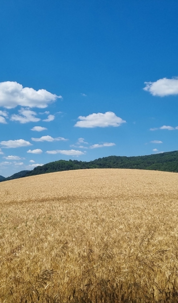 Красивое пшеничное поле под голубым небом