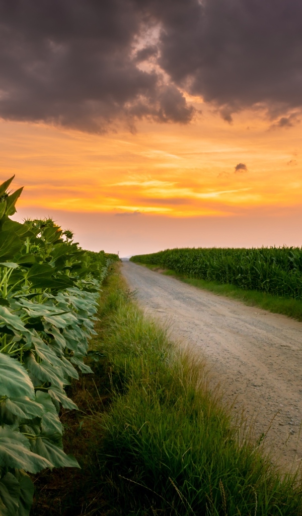 Рассвет над полем летом