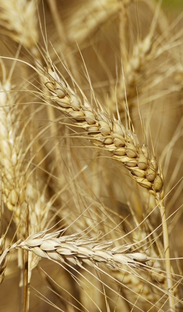 Колосья спелой пшеницы крупным планом