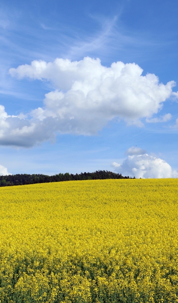 Поле с желтыми цветами рапса весной
