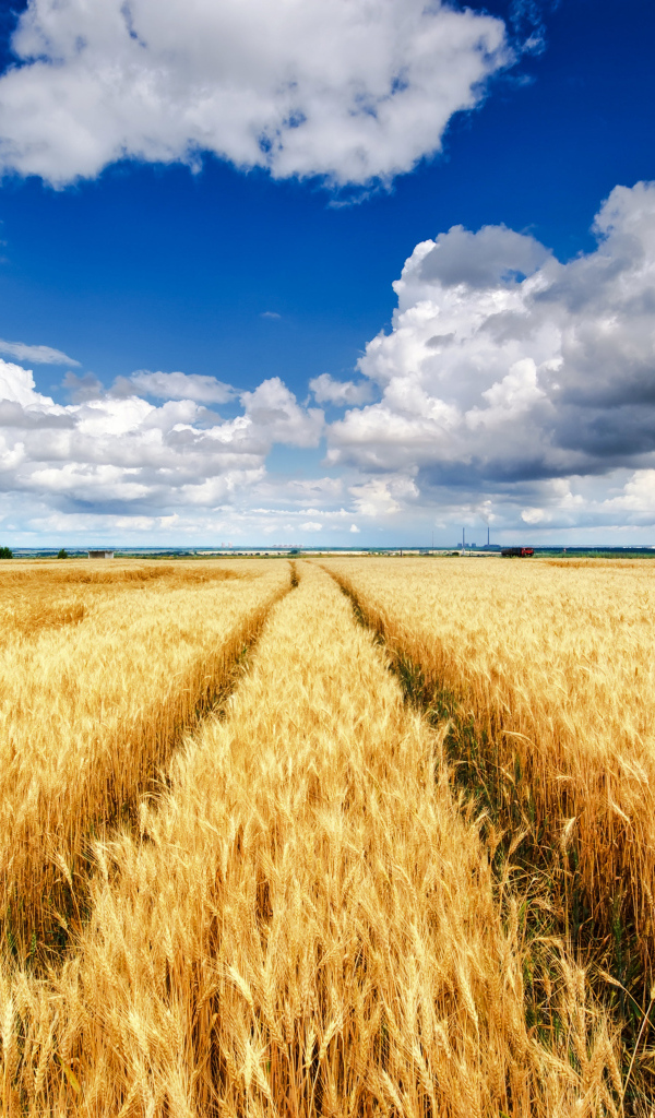 Поля с желтыми колосьями пшеницы под красивым небом