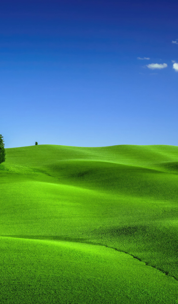 Зеленое волнистое поле под голубым небом