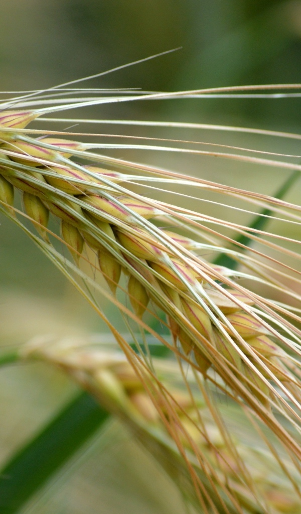 Большой колос пшеницы крупным планом