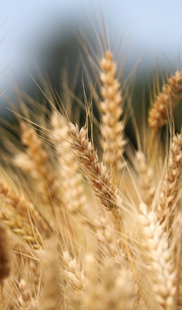 Спелые колосья пшеницы на поле осенью