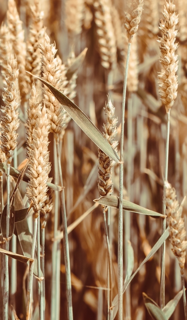 Спелые колосья пшеницы на поле крупным планом