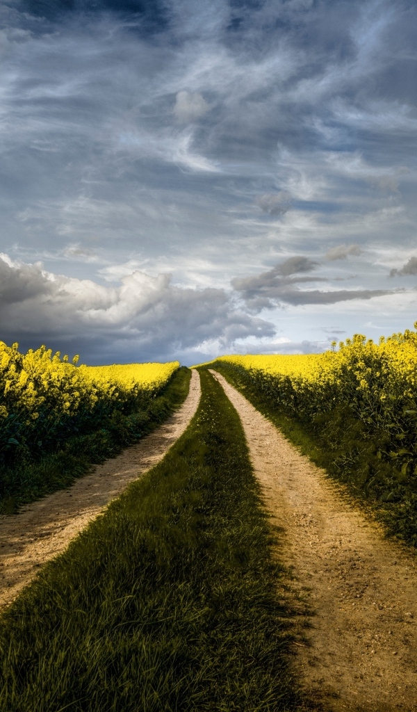Дорога на рапсовом поле под красивым небом