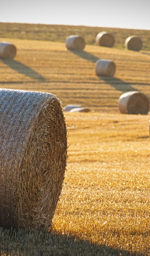 Рулоны сена на поле в лучах солнца осенью
