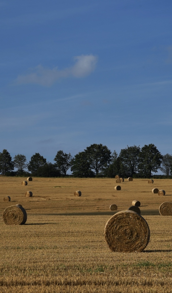 Рулоны сена на поле под голубым небом