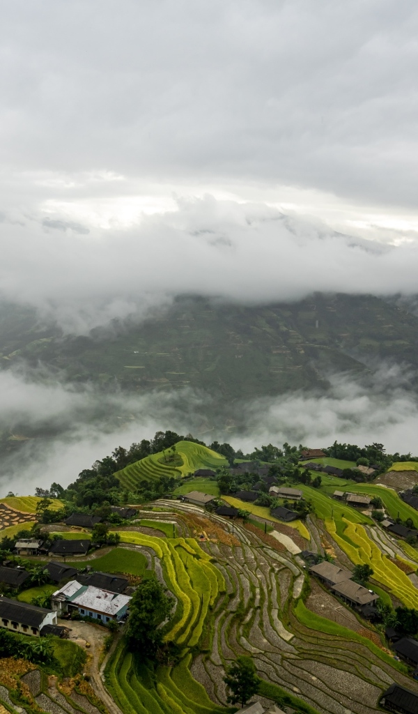 Вид сверху на плантации в тумане