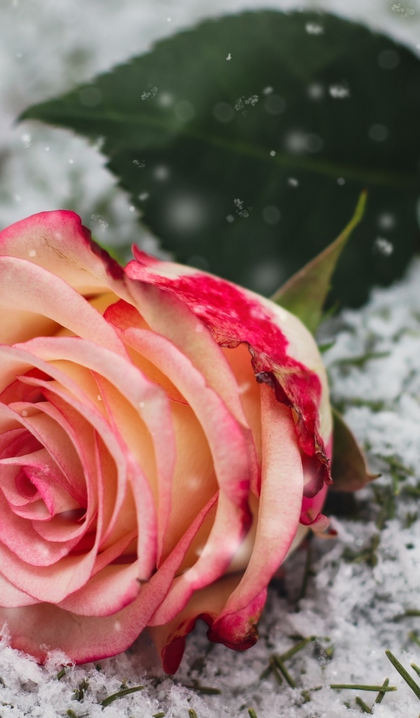 Красивая роза лежит на снегу 