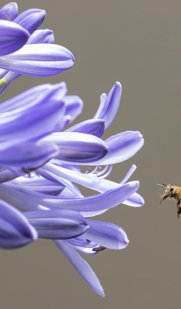 Пчела летит к цветам африканской лилии 