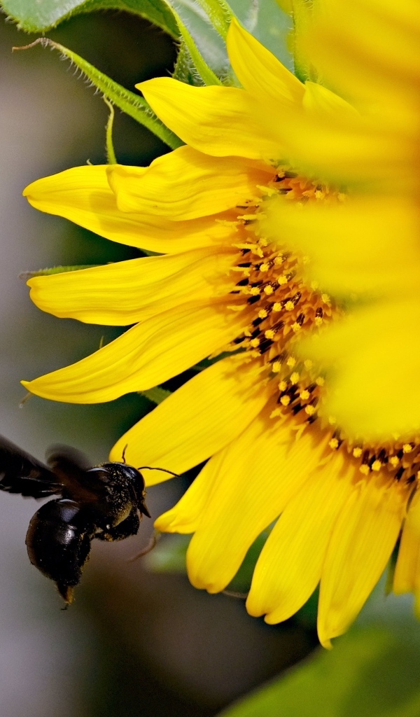 Пчела летит к желтым цветам подсолнуха