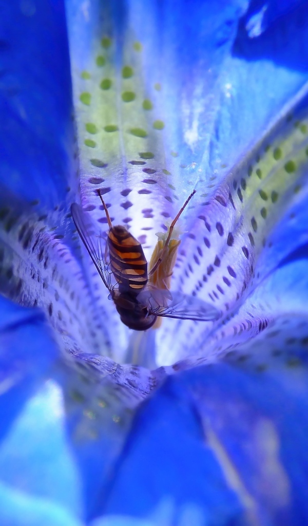 Пчела опыляет цветок горечавки