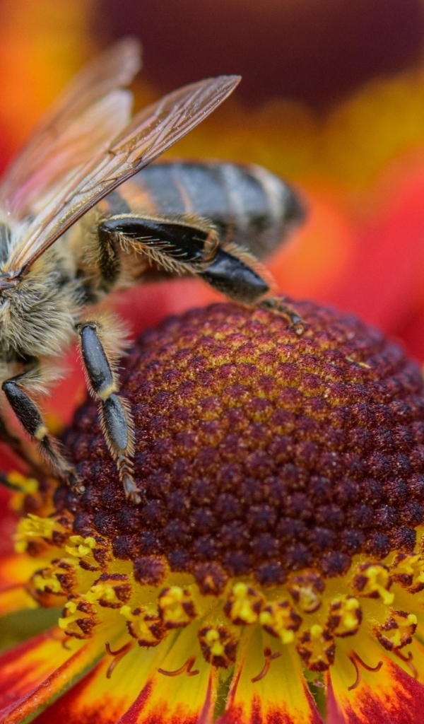 Пчела видит на красном цветке эхинацеи