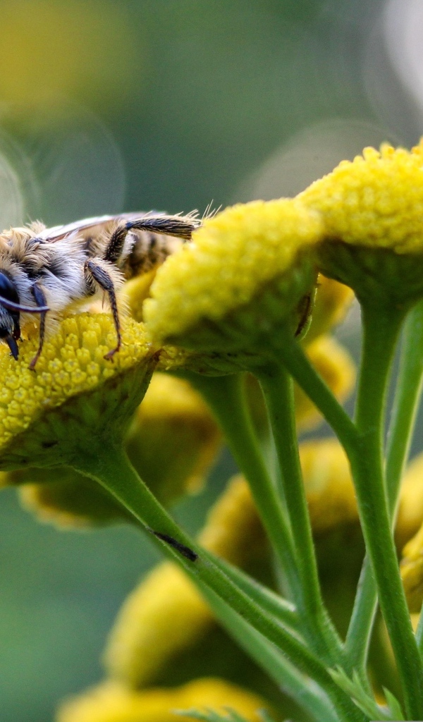 Пчела сидит на цветке пижмы
