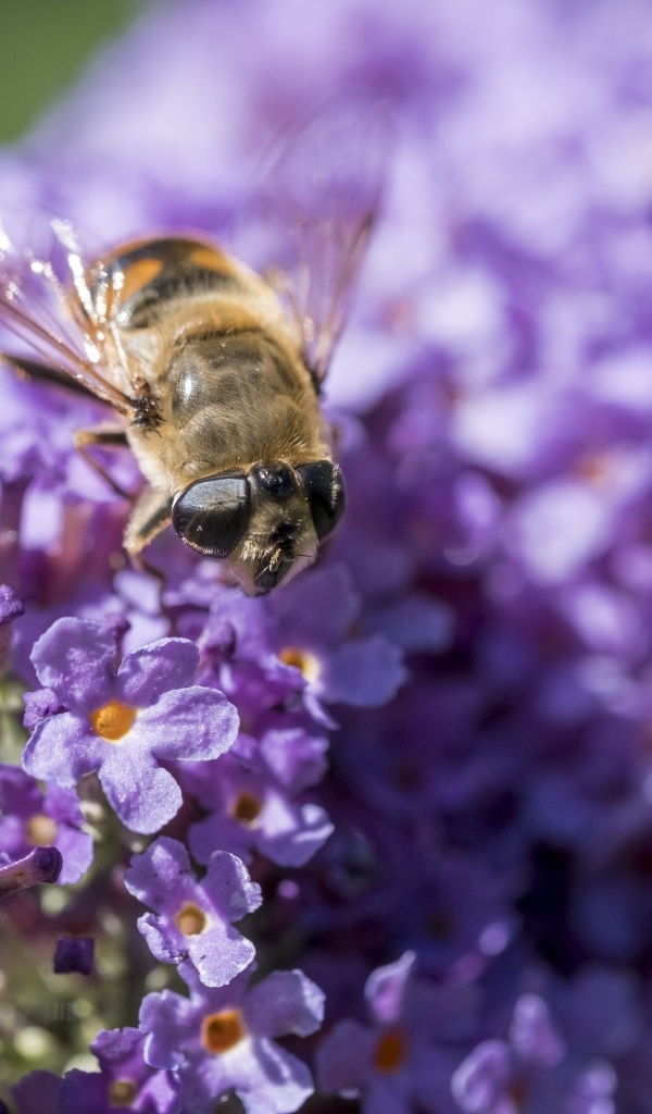 Пчела сидит на цветах сирени