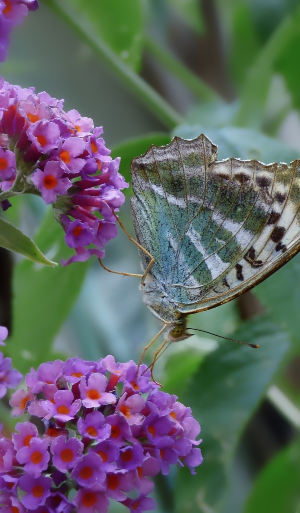 Бабочка сидит на мелких сиреневых цветах