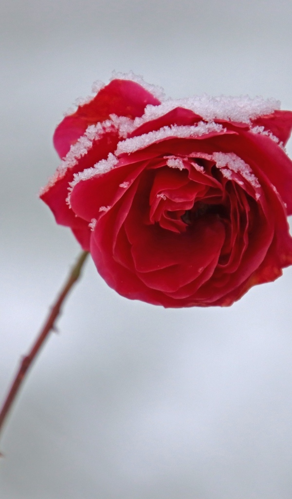 Поникший цветок красной розы в снегу