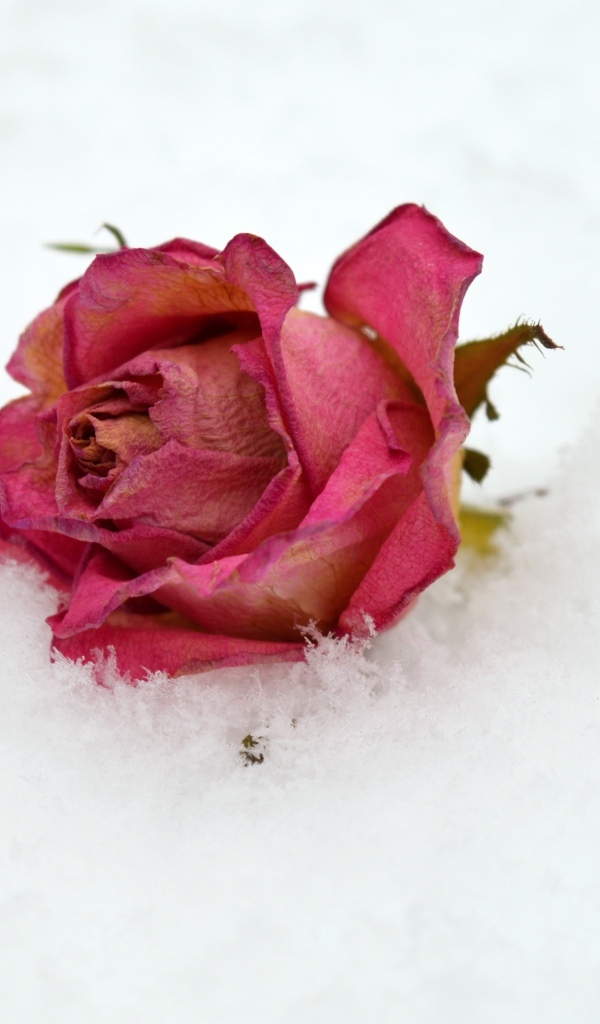 Сухая роза лежит в холодном белом снегу