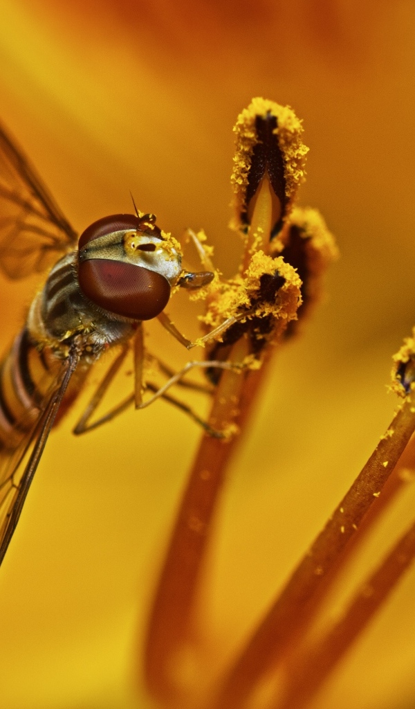 Муха сидит на цветке лилии
