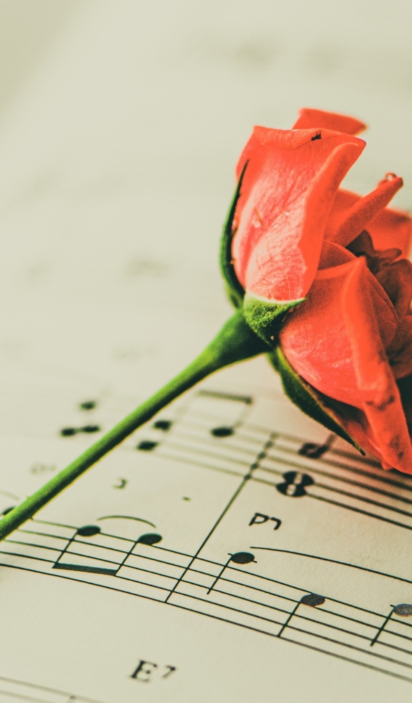 Сорванный цветок розы на нотной тетради